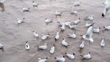 Göçmen martılar gün batımında Tayland 'da alacakaranlık gökyüzü ile denizde yüzerler.