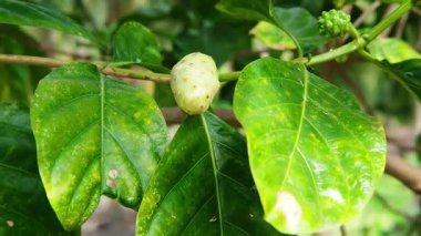 Taze Büyük Morinda veya Tahiti noni veya Hint dut bitkisi.