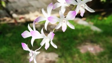 Çiçek saksısında tropikal bahçede asılı duran taze pembe ve beyaz orkide dalları.