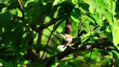 Güzel bahçe kuşu yavrularını beslemek için tropik orman ve bahçedeki avokado ağacı yapraklarından yapılmış bir yuvada yiyecek bulur.