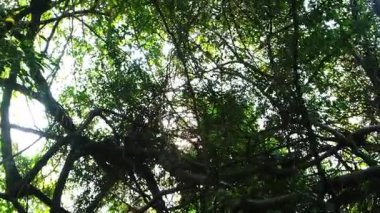 Doğal ormanın yeşilliğinde parlayan güzel güneş ışığı.