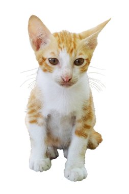 Sevimli çizgili turuncu kedicik beyaz arka planda izole bir şekilde oturuyor ve dinleniyor.