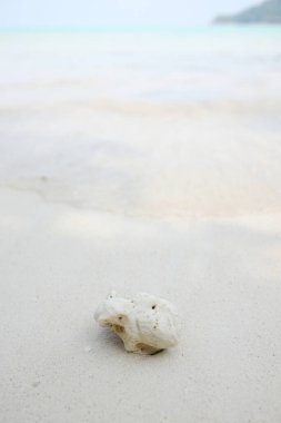 Güneşli yaz gününde sahildeki mercanı deniz dalgalarıyla kapatın.