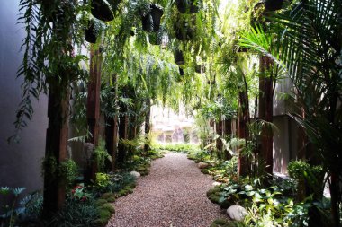 Bahçede çakıl zemini ile süslenmiş palmiye ve eğreltiotu ile tropikal bitki