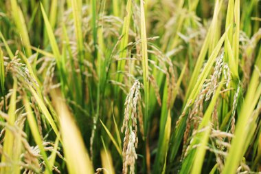Tayland 'daki pirinç bitkisindeki yeşil pirinç tarlasını kapatın.