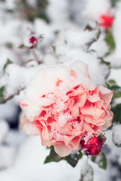 Rose sur la neige — Photo