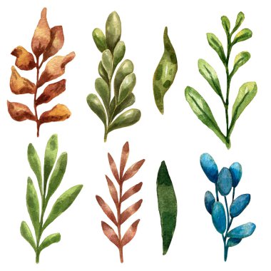 Suluboya el yapımı botanik seti. Çiçek süslemeleri güzelmiş. Güzel dallar, yapraklar ve böğürtlen dekoru. davet kartı.