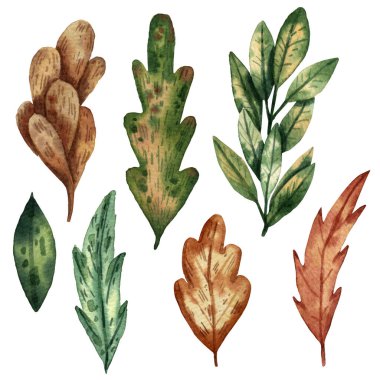 Suluboya yapraklar hazır. Sonbahar yaprakları. Çizgi film tasviri. Yeşil ve sarı yapraklar. Güzel botanik dekorasyonu. El çizimi biçimi.