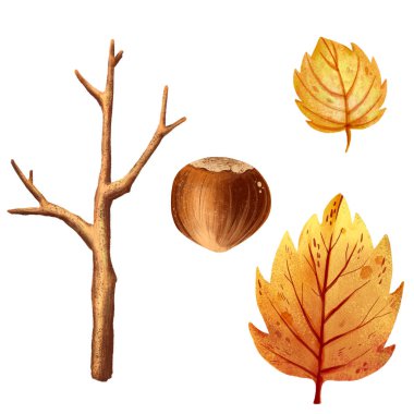 Sarı yapraklar ve fındıklardan oluşan suluboya çizimler. Sonbahar yaprakları dökülüyor. Çizgi film tasviri. Botanik kartı. El yapımı sanat. Orman elementleri.