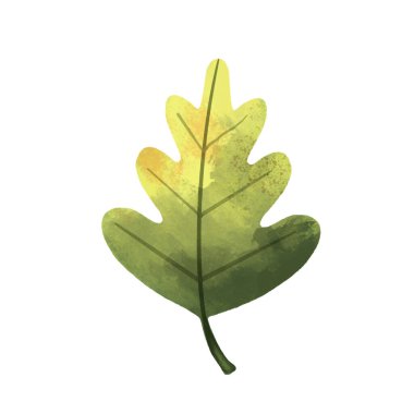 suluboya sonbahar meşe yaprağı beyaz arkaplanda izole