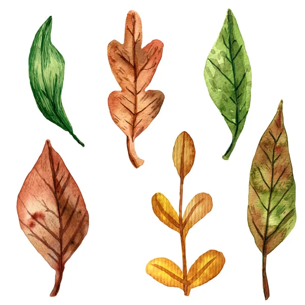 Aquarell Botanische Illustrationen Grüne Rote Und Gelbe Blätter Herbstblätterfall Der — Stockfoto