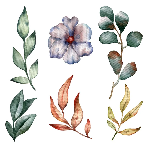 Set Mit Aquarellblumen Blättern Sanftem Hintergrund Mit Pastellfarbenen Blüten — Stockfoto