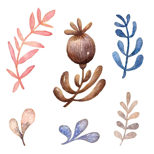 Акварельная Ручная Иллюстрация Набора Милых Цветочных Элементов Ботанический Набор Печати — стоковое фото