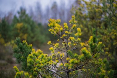 Güzel yeşil ve sarı iğneli çam dalları.