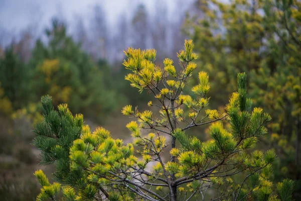 Güzel yeşil ve sarı iğneli çam dalları.