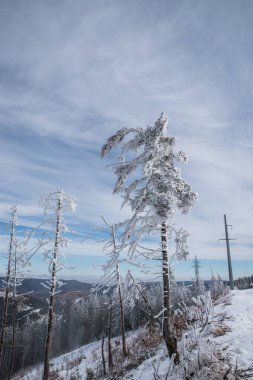 Kış ormanlarında ve dağlarda karla kaplı ağaçlar..