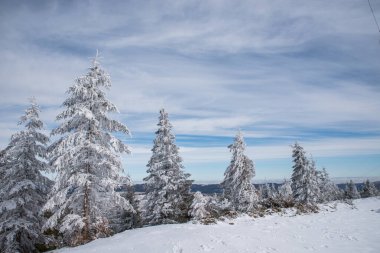 Kış ormanlarında ve dağlarda karla kaplı ağaçlar..