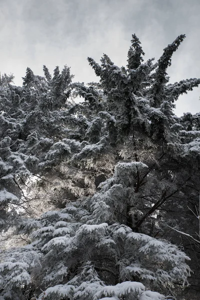 Árboles Cubiertos Nieve Bosque Invernal Las Montañas —  Fotos de Stock