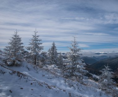 Kış ormanlarında ve dağlarda karla kaplı ağaçlar..