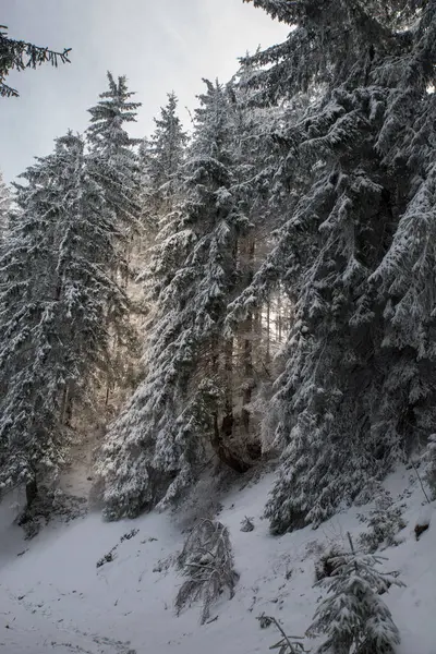 Заснеженные Деревья Зимнем Лесу Горах — стоковое фото