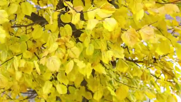 Желтые Листья Деревьях Качаются Ветру Солнечный Осенний День — стоковое видео