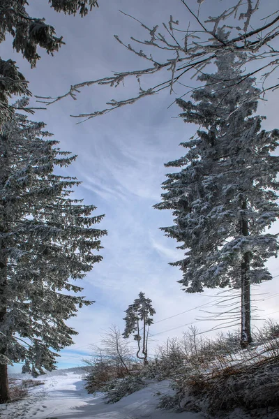 Árboles Cubiertos Nieve Bosque Invernal Las Montañas —  Fotos de Stock