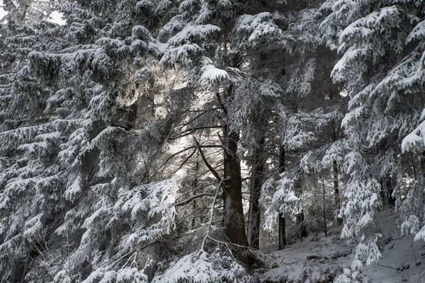 Światło Słoneczne Przez Pokryte Śniegiem Gałęzie Drzew — Zdjęcie stockowe