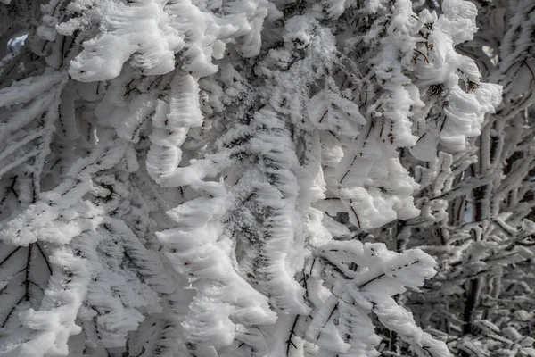 Ветви Деревьев Покрыты Толстым Слоем Мороза Снега — стоковое фото