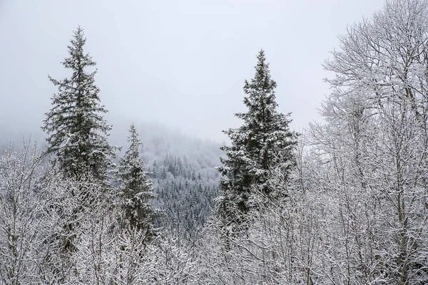 Winter Trees Mountains Covered Fresh Snow Frost Foggy Winter Landscape — Stock Photo, Image