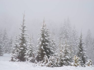 Dağlardaki ağaçlar, taze kar ve buzla kaplı. Sisli sabah kış manzarası.