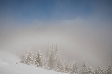 Dağlardaki ağaçlar, taze kar ve buzla kaplı. Sisli sabah kış manzarası.