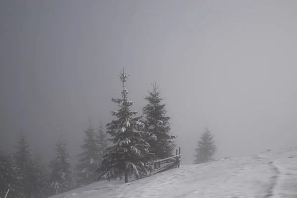 Árboles Las Montañas Cubiertos Nieve Fresca Heladas Niebla Mañana Invierno — Foto de Stock