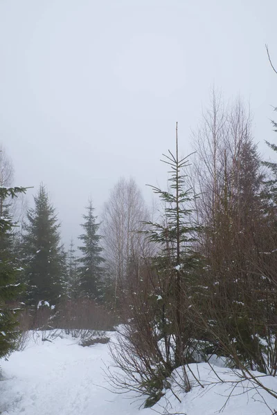 Деревья Горах Покрытые Свежим Снегом Морозом Туманный Зимний Пейзаж — стоковое фото