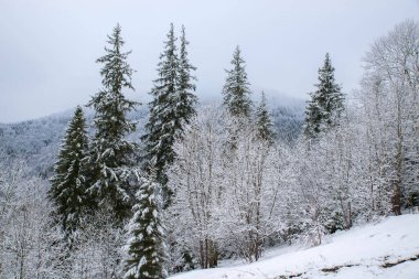 Dağlarda kış ağaçları, taze kar ve buzla kaplı. Sisli kış manzarası.