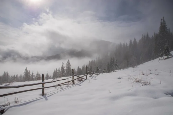 山の中で木 新鮮な雪と霜で覆われて 霧の朝の冬の風景 — ストック写真