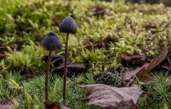 Unusual Mushrooms Moss Selective Focus — Stock Photo, Image