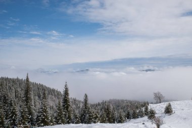 Uzun kış köknar ağaçları dağlarda karla kaplı sabah sisinin ortasında mavi bir gökyüzüne karşı.