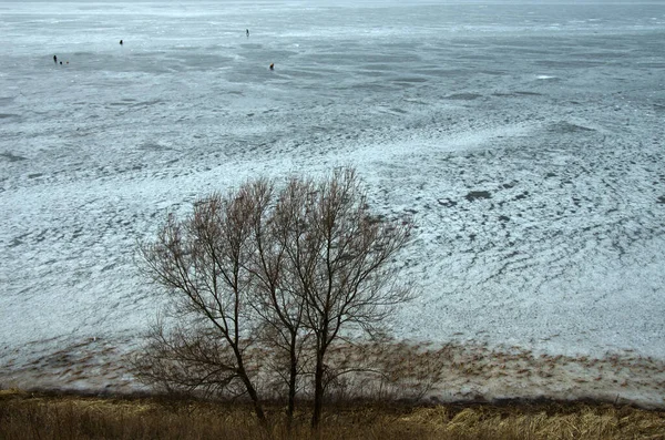 氷に覆われた凍った湖の背景にある木 — ストック写真