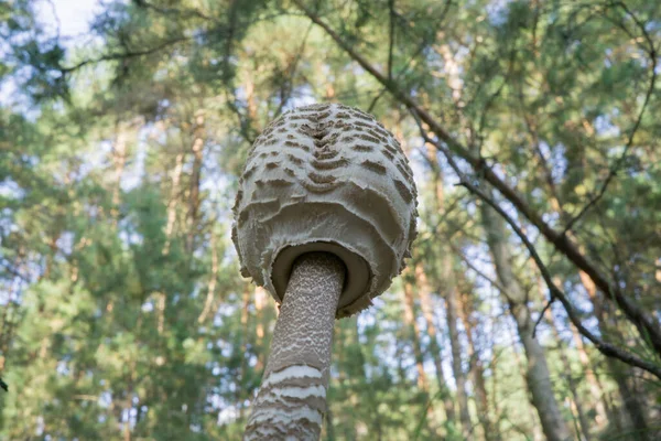 Paddenstoel paraplu op de achtergrond van het bos. Selectieve focus. — Stockfoto