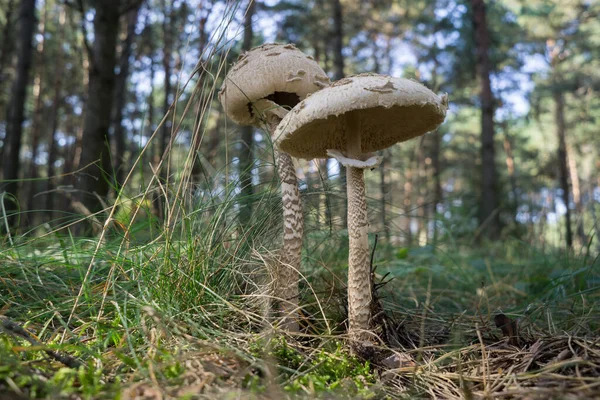 Pilzschirm auf dem Hintergrund des Waldes. Selektiver Fokus. — Stockfoto