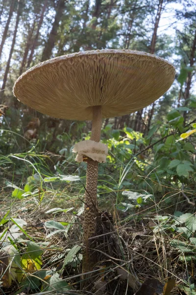 Pilzschirm auf dem Hintergrund des Waldes. Selektiver Fokus. — Stockfoto