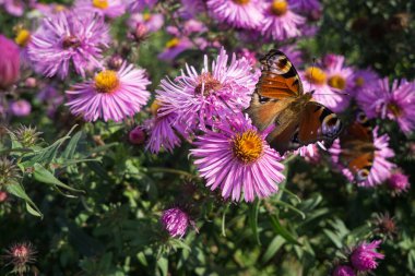 Kırmızı çiçeklerdeki kelebekler. Seçici odak.
