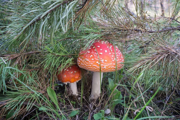 Primo piano di un fungo amanita velenoso in natura. Concentrazione selettiva. Sfondo sfocato. — Foto Stock