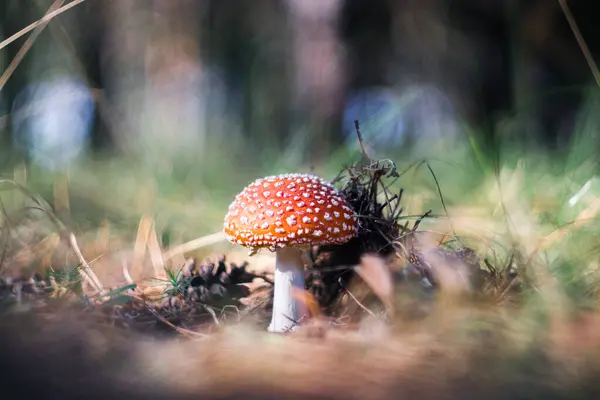 Närbild av en giftig amanita svamp i naturen. Selektivt fokus. suddig bakgrund. — Stockfoto