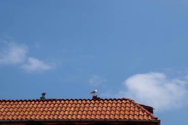 Mavi gökyüzünde uçan kuşlar. Kırmızı kiremitlerin çatısı.