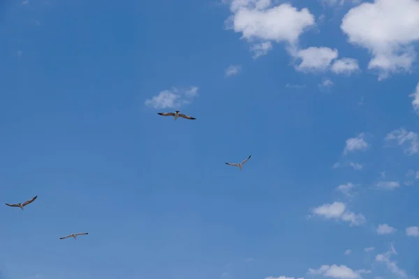 Aves voadoras no céu azul — Fotografia de Stock