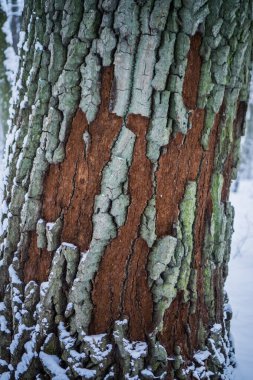 Renkli meşe kabuğunun dokusu.