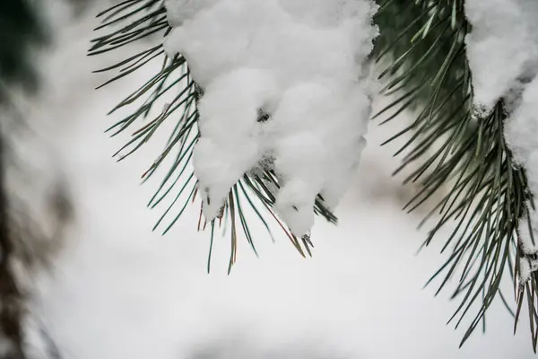 Ramas Pino Con Agujas Bajo Nieve —  Fotos de Stock