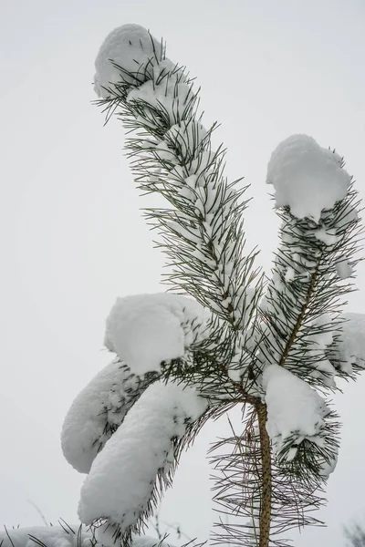 Ramas Pino Con Agujas Bajo Nieve —  Fotos de Stock