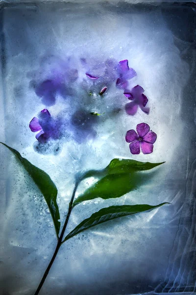 Bunga Membeku Dalam Tekstur — Stok Foto